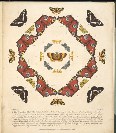 Kuva 1, teoksesta A Rare Depiction of Butterflies and Moths, pub. 1764 (käsin väritetty kaiverrus). tekijältä Benjamin Wilkes