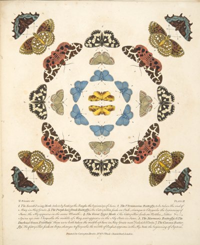 Taulu III, teoksesta A Rare Depiction of Butterflies and Moths, pub. 1764 (käsin väritetty kaiverrus). tekijältä Benjamin Wilkes