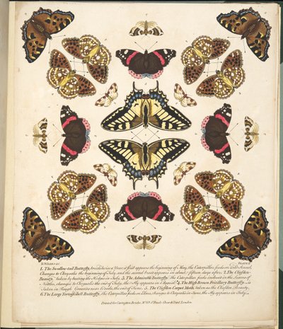 Taulu II, teoksesta A Rare Depiction of Butterflies and Moths, pub. 1764 (käsin väritetty kaiverrus). tekijältä Benjamin Wilkes