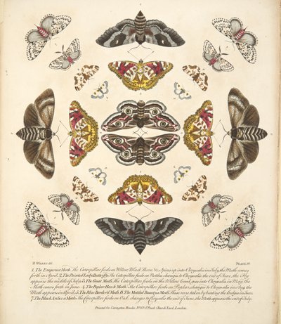 Taulu IV, teoksesta A Rare Depiction of Butterflies and Moths, pub. 1764 (käsin väritetty kaiverrus). tekijältä Benjamin Wilkes