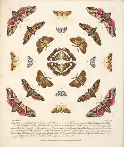 Taulu VIII, teoksesta A Rare Depiction of Butterflies and Moths, pub. 1764 (käsin väritetty kaiverrus). tekijältä Benjamin Wilkes