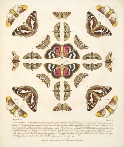 Kuva VI, julkaisusta A Rare Depiction of Butterflies and Moths, pub. 1764 (käsin väritetty kaiverrus). tekijältä Benjamin Wilkes