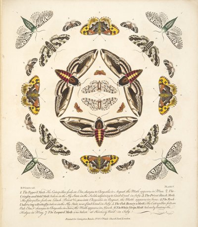 Kuvataulu V, teoksesta A Rare Depiction of Butterflies and Moths, pub. 1764 (käsin väritetty kaiverrus). tekijältä Benjamin Wilkes
