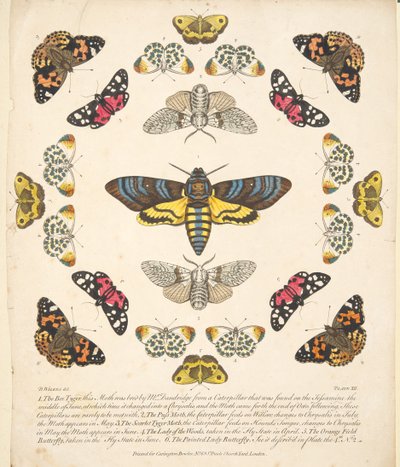 Levy XII, julkaisusta A Rare Depiction of Butterflies and Moths, pub. 1764 (käsinvärinen kaiverrus) tekijältä Benjamin Wilkes