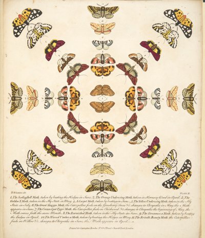 Kuva XI, teoksesta A Rare Depiction of Butterflies and Moths, pub. 1764 (käsin väritetty kaiverrus). tekijältä Benjamin Wilkes