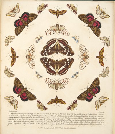 Taulu X, teoksesta A Rare Depiction of Butterflies and Moths, pub. 1764 (käsin väritetty kaiverrus). tekijältä Benjamin Wilkes