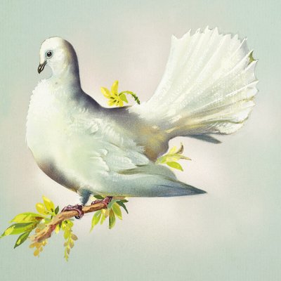 Fantail Dove (guassi paperille) tekijältä Bert Illoss