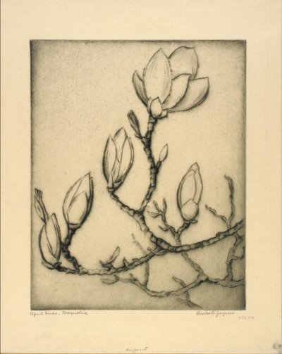 Huhtikuun silmut - Magnolia tekijältä Bertha E. Jaques