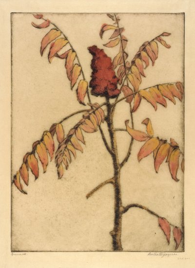 Sumac tekijältä Bertha E. Jaques