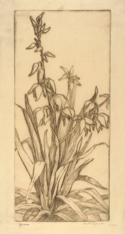 Yucca tekijältä Bertha E. Jaques