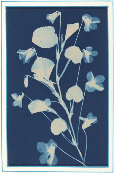 Nimetön, c. 1900. tekijältä Bertha Evelyn Jacques