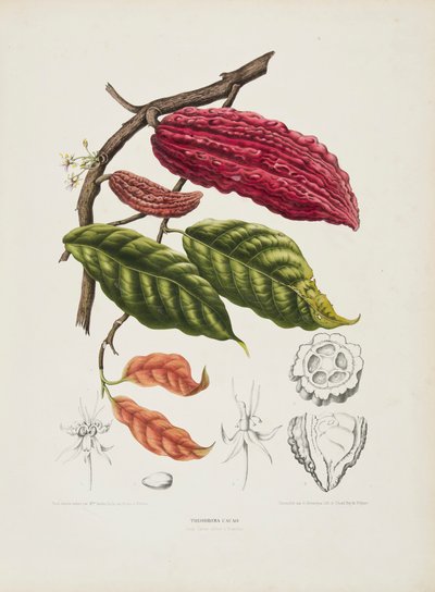 Theobroma, kaakaopuu, 1840-1890. tekijältä Berthe Hoola van Nooten