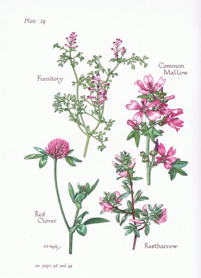Mallow, Restharrow, Fumitory, Puna-apila, 1951 tekijältä Bessie D. Inglis