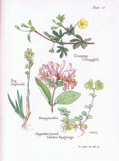 Creeping Cinquefoil, Bog Asphodel, Honeysuckle tai Woodbine, vastapäätä -Leaved Golden Saxifrage, 1951 tekijältä Bessie D. Inglis