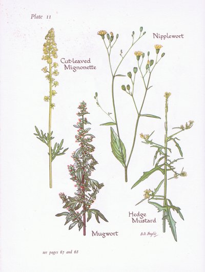 Leikkauslehtinen Mignonette, Mugwort, Nännijuuri, Pensasinappi, 1951 tekijältä Bessie D. Inglis