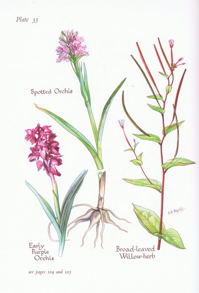 Varhainen violetti orkidea, täplikäs orkidea, leveälehtinen pajuyrtti, 1951 tekijältä Bessie D. Inglis