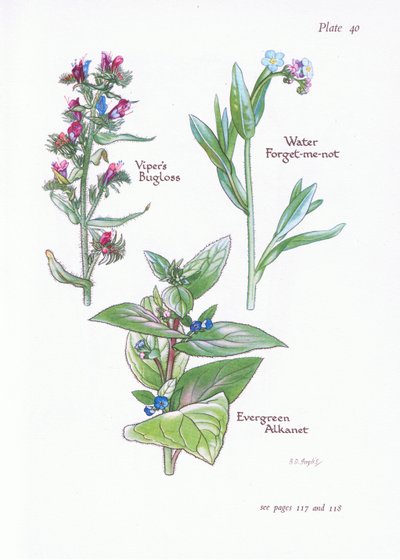 Evergreen Alkanet, Vipers Bugloss, Water Forget-Me-Not, 1951 tekijältä Bessie D. Inglis