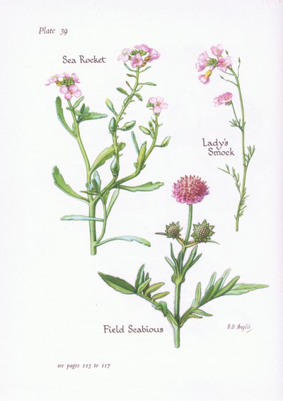 Ladys Smock tai Cuckoo Flower, Field Scabious, Sea Rocket, 1951 tekijältä Bessie D. Inglis