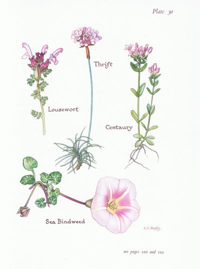 Lousewort, Thrift tai Sea Pink, Centaury, Sea Bindweed, 1951 tekijältä Bessie D. Inglis