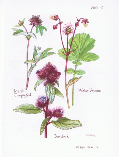 Marsh Cinquefoil, Burdock, Water Avens, 1951 tekijältä Bessie D. Inglis