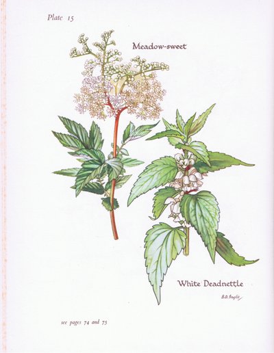White Deadnettle, Meadow Sweet, 1951 tekijältä Bessie D. Inglis
