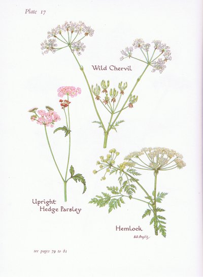 Wild Chevril, Hemlock, Upright Hedge Persley, 1951 tekijältä Bessie D. Inglis