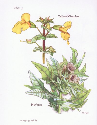 Keltainen Mimulus, Henbane, 1951 tekijältä Bessie D. Inglis