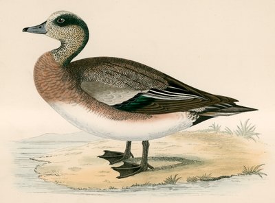 Amerikkalainen Wigeon tekijältä Beverley R. Morris