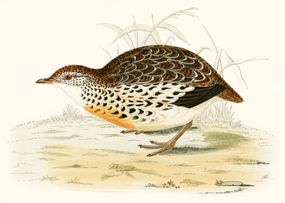 Andalusialainen viiriäinen tekijältä Beverley R. Morris