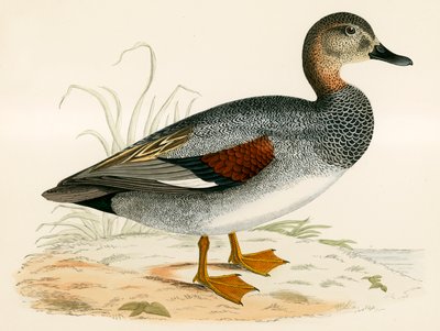 Gadwall tekijältä Beverley R. Morris