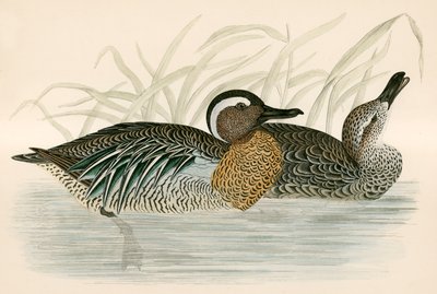 Garganey Teal tekijältä Beverley R. Morris