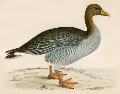 Grey Lag Goose tekijältä Beverley R. Morris