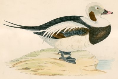 Pitkähäntäinen ankka tekijältä Beverley R. Morris