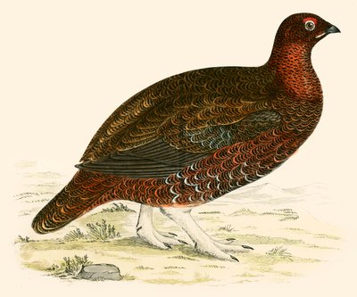 Red Grouse tekijältä Beverley R. Morris