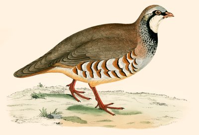 Red Legged Partridge tekijältä Beverley R. Morris