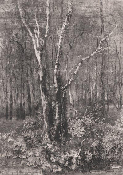Woods in the Park lähellä Monzaa, 1895. tekijältä Bianchi Mose