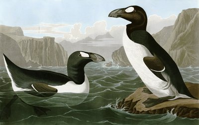 Hieno Auk tekijältä Bird Artist of America. John James Audubon