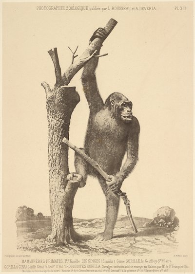 [Gorilla] tekijältä Bisson Frères