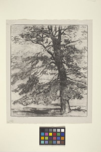 Sugar Maple (muste paperille) tekijältä Bolton Coit Brown