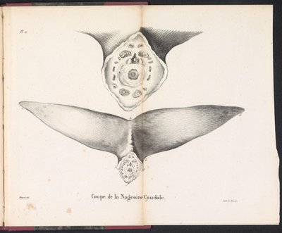 Poikkileikkaus valaan hännän evästä, 1827 Coupe de la Nageoire Caudale (nimi esineessä) tekijältä Bossuet