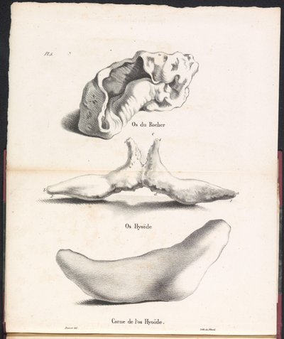 Kolme osaa valaan hyoidiluusta, 1827 Os du Rocher / Os Hyoid / Corne de l