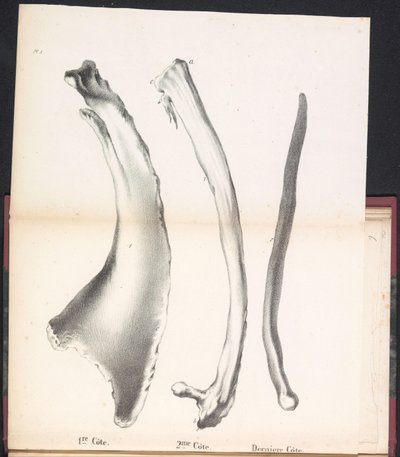 Valaan kolme kylkiluuta, 1827 1st Côte / 2me Côte / Derniere Côte (otsikko esineessä) tekijältä Bossuet
