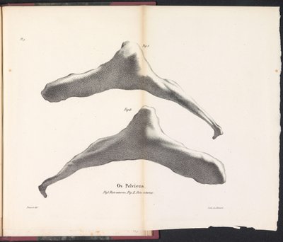 Valaan lonkka, 1827 Os Pelviens (otsikko esineessä) tekijältä Bossuet