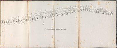 Valaan selkäranka, 1827 Colonne Vertébrale de la Baleine (otsikko esineessä) tekijältä Bossuet