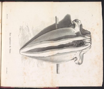 Valaan pääkallo, 1827 Face supérieure du Crâne (otsikko esineessä) tekijältä Bossuet