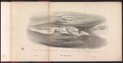 Valaan naisten sukupuolielimet, 1827 Vue de la Vulve (otsikko esineessä) tekijältä Bossuet