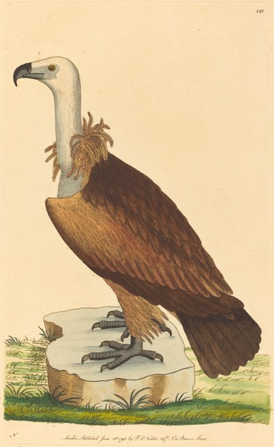 Alppikorppikotka tekijältä British 18th Century