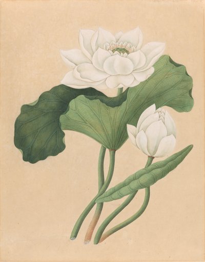 Itä-Intian lootus (Nelumbo nucifera) tekijältä British 19th Century