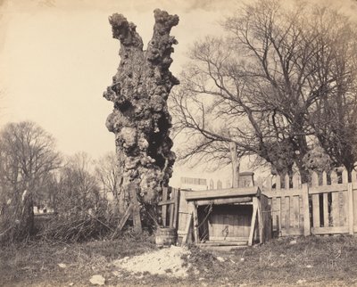 Vanha puu lähellä Chathamia tekijältä British 19th Century