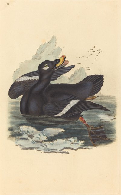 Velvet Duck tekijältä British 19th Century